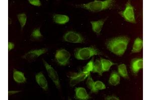Immunofluorescence of monoclonal antibody to HMOX2 on HeLa cell.