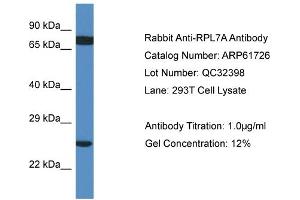 Western Blotting (WB) image for anti-Ribosomal Protein L7a (RPL7A) (C-Term) antibody (ABIN2788883) (RPL7A anticorps  (C-Term))