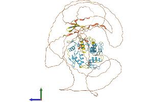 AlphaFold protein structure predicition of Human Recombinant ZXDB Protein, UniprotID P98169