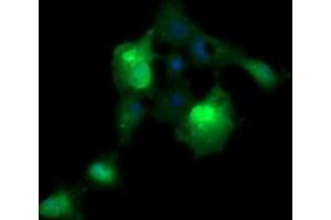 Image no. 5 for anti-ERG, ETS transcription factor (ERG) antibody (ABIN1498076) (ERG anticorps)