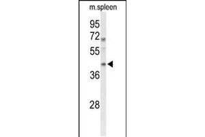 Western blot analysis of MAFA Antibody in mouse spleen tissue lysates (35ug/lane) (MAFA anticorps  (AA 203-231))