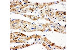 IHC-P: SDHB antibody testing of rat heart tissue