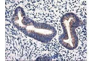 Image no. 6 for anti-Heme Oxygenase (Decycling) 2 (HMOX2) antibody (ABIN1498685)