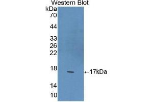 Western Blotting (WB) image for anti-Peroxisome Proliferator-Activated Receptor gamma (PPARG) (AA 149-273) antibody (ABIN3207604) (PPARG anticorps  (AA 149-273))