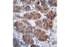Immunohistochemistry analysis in formalin fixed and paraffin embedded human stomach tissue reacted with PCDHGC5 Antibody (Center) followed by peroxidase conjugation of the secondary antibody and DAB staining. (PCDHGC5 anticorps  (Middle Region))