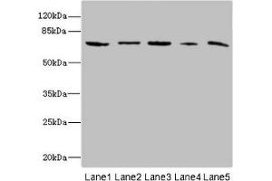 Western blot All lanes: RANBP3 antibody at 6.