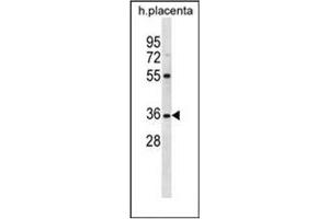 Western blot analysis of OR5AN1 Antibody (C-term) in human placenta tissue lysates (35ug/lane). (OR5AN1 anticorps  (C-Term))