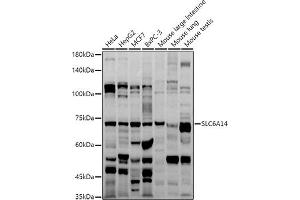 Western blot analysis of extracts of various cell lines, using SLC6 antibody (ABIN6130823, ABIN6148036, ABIN6148037 and ABIN6214884) at 1:1000 dilution. (Slc6a14 anticorps  (AA 131-234))