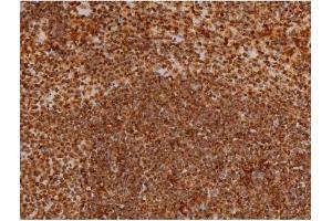 ABIN6267384 at 1/200 staining Mouse spleen tissue sections by IHC-P. (Ezrin anticorps  (pTyr353))