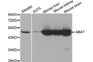 Western blot analysis of extracts of various cell lines, using ABAT antibody. (ABAT anticorps)