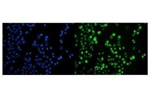 IF analysis of JAB1 using anti-JAB1 antibody (ABIN7602482). (COPS5 anticorps  (AA 8-334))