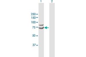 Western Blot analysis of TRIM25 expression in transfected 293T cell line by TRIM25 MaxPab polyclonal antibody. (TRIM25 anticorps  (AA 1-630))