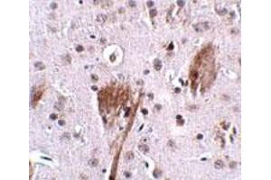 Immunohistochemical staining of mouse brain tissue with 2. (SPG11 anticorps  (C-Term))