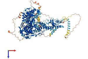 AlphaFold protein structure predicition of Mouse Recombinant Polg Protein, UniprotID P54099