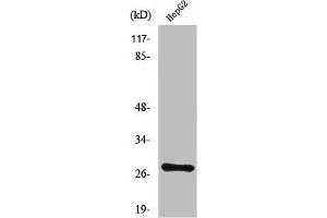 NPDC1 antibody  (Internal Region)