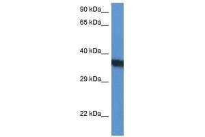 Western Blot showing SURF1 antibody used at a concentration of 1 ug/ml against HepG2 Cell Lysate