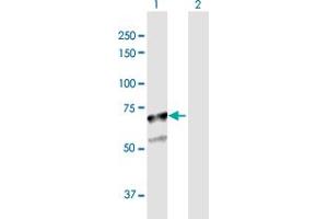 Western Blot analysis of SGSH expression in transfected 293T cell line by SGSH MaxPab polyclonal antibody. (SGSH anticorps  (AA 1-502))