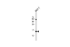 Anti-RPS24 Antibody (Center) at 1:1000 dilution + MCF-7 whole cell lysate Lysates/proteins at 20 μg per lane. (RPS24 anticorps  (AA 65-93))