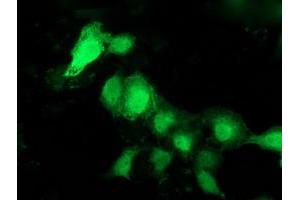 Anti-PNMT mouse monoclonal antibody (ABIN2454539) immunofluorescent staining of COS7 cells transiently transfected by pCMV6-ENTRY PNMT (RC206586). (PNMT anticorps)