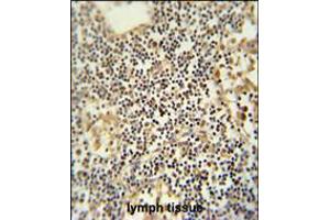 TMUB1 antibody immunohistochemistry analysis in formalin fixed and paraffin embedded human lymph tissue followed by peroxidase conjugation of the secondary antibody and DAB staining. (TMUB1 anticorps  (AA 112-141))