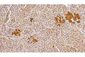 Detection of TDP43 in Porcine Pancreas Tissue using Polyclonal Antibody to Tar DNA Binding Protein 43 kDa (TDP43)