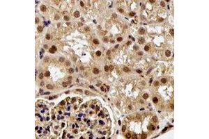 Immunohistochemical analysis of ESE-1 staining in rat kidney formalin fixed paraffin embedded tissue section. (ELF3 anticorps)