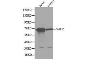 Western Blotting (WB) image for anti-Caspase 10, Apoptosis-Related Cysteine Peptidase (CASP10) antibody (ABIN1871454) (Caspase 10 anticorps)