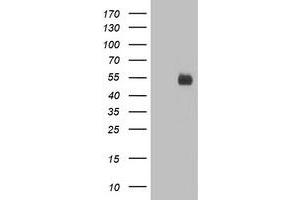 Western Blotting (WB) image for anti-Poliovirus Receptor-Related 1 (Herpesvirus Entry Mediator C) (PVRL1) antibody (ABIN1499677) (PVRL1 anticorps)