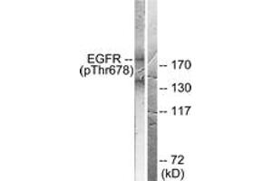 Western blot analysis of extracts from COS7 cells treated with EGF 200ng/ml 30', using EGFR (Phospho-Thr678) Antibody. (EGFR anticorps  (pThr678))
