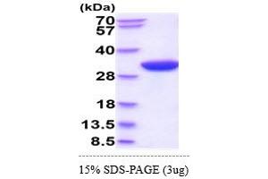 SDS-PAGE (SDS) image for CXADR-Like Membrane Protein (CLMP) (AA 19-235) protein (His tag) (ABIN5855088)