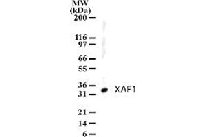 Image no. 1 for anti-XiAP Associated Factor 1 (XAF1) (AA 201-218) antibody (ABIN208913) (XAF1 anticorps  (AA 201-218))