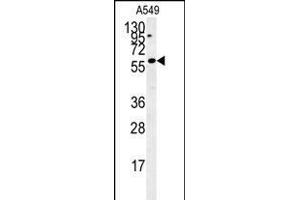 C12orf48 Antibody (C-term) (ABIN654041 and ABIN2843950) western blot analysis in A549 cell line lysates (35 μg/lane). (PARPBP anticorps  (C-Term))