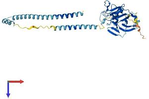 AlphaFold protein structure predicition of Human Recombinant TRIM16L Protein, UniprotID Q309B1