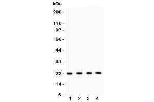 Western blot testing of Securin antibody and Lane 1:  HeLa