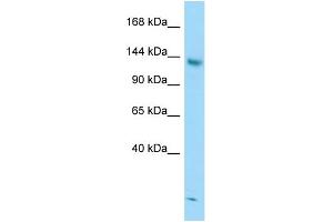 WB Suggested Anti-STAG2 Antibody Titration: 1. (STAG2 anticorps  (C-Term))