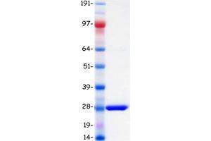Validation with Western Blot (BPIFA1 Protein (Transcript Variant 2) (Myc-DYKDDDDK Tag))