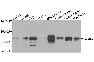 Western blot analysis of extracts of various cell lines, using ACSL6 antibody. (ACSL6 anticorps  (AA 383-622))