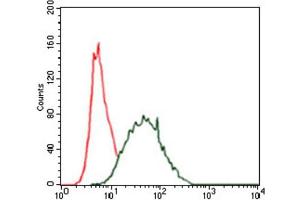 Immunofluorescence analysis of HeLa cells using CK5 antibody (green). (Cytokeratin 5 anticorps)
