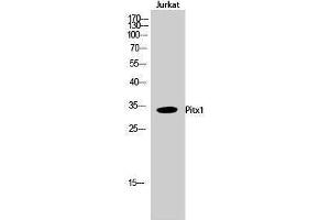 Western Blotting (WB) image for anti-Paired-Like Homeodomain 1 (PITX1) (Internal Region) antibody (ABIN3176906) (PITX1 anticorps  (Internal Region))