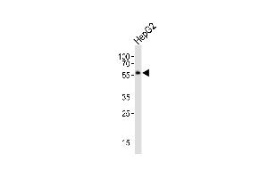 Western blot analysis of lysate from HepG2 cell line, using NR1H2 Antibody (N-term) (ABIN652465 and ABIN2842316).