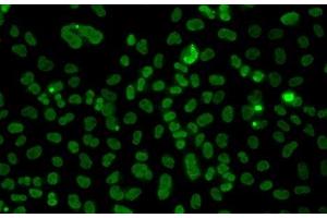 Immunofluorescence analysis of A549 cells using PLCXD2 Polyclonal Antibody (PLCXD2 anticorps)