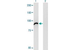 Western Blot analysis of VAC14 expression in transfected 293T cell line by VAC14 monoclonal antibody (M03), clone 3B2. (VAC14 anticorps  (AA 714-782))