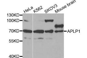 Western blot analysis of extracts of various cell lines, using APLP1 antibody. (APLP1 anticorps  (AA 39-300))