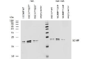 Western blotting analysis of human SCIMP using mouse monoclonal antibody NVL-07 on lysates of human SCIMP transfectants under reducing and non-reducing conditions. (SCIMP anticorps)