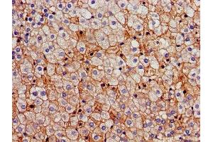 Immunohistochemistry of paraffin-embedded human adrenal gland tissue using ABIN7170659 at dilution of 1:100
