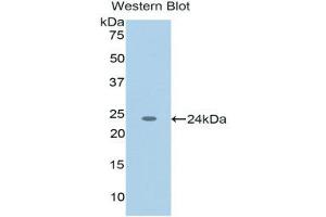 Western Blotting (WB) image for anti-Tumor Necrosis Factor (Ligand) Superfamily, Member 12 (TNFSF12) (AA 65-247) antibody (ABIN1176219)