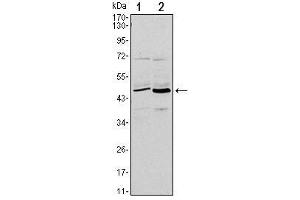 Western Blot showing CD86 antibody used against L1210 (1) and MOLT-4 (2) cell lysate. (CD86 anticorps)