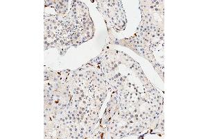 Immunohistochemical analysis of paraffin-embedded Human testis tissue using B performed on the Leica® BOND RXm.