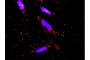Proximity Ligation Analysis of protein-protein interactions between MAPK3 and DUSP9.