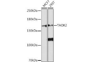 Western blot analysis of extracts of various cell lines, using T Rabbit pAb (ABIN7270727) at 1:1000 dilution. (TAO Kinase 2 anticorps  (AA 610-730))